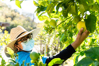 person picking a fruit from a tree